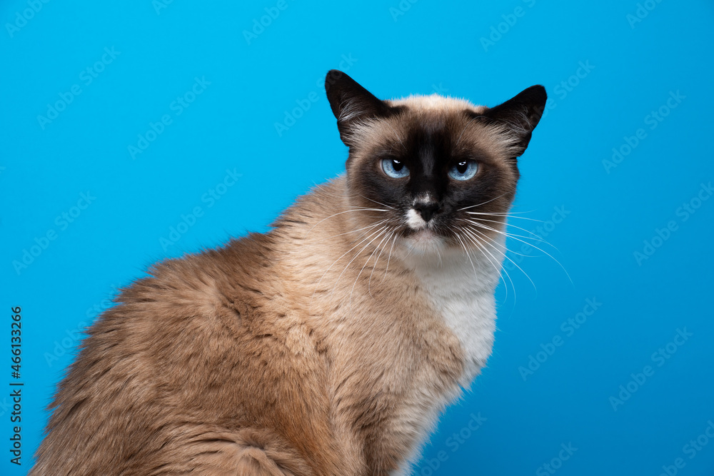 beautiful blue eyed seal point white siamese cat portrait on blue background
