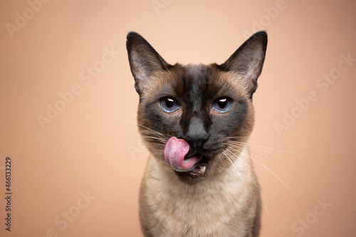 beautiful seal point siamese cat with dark blue eyes licking lips looking at camera hungrily on beige background with copy space photo