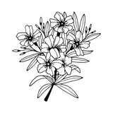 Oleander branch with flowers, buds, leaves. Vector stock illustration eps10. Isolate on white background, outline, hand drawing.