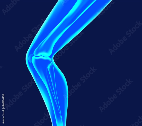 Human leg bones vector