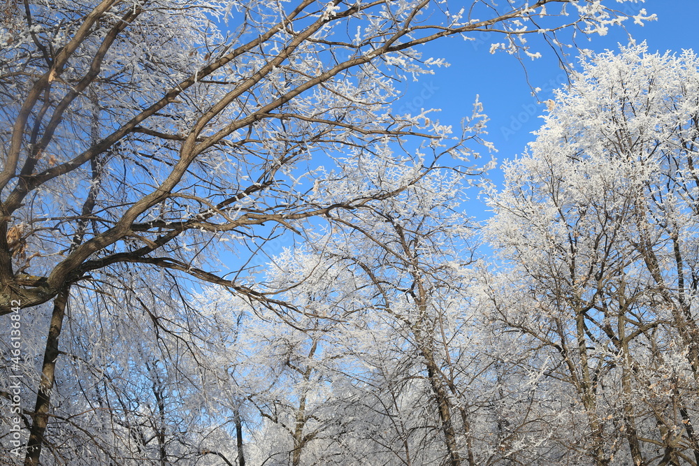 Winter frosty snowy landscape with trees Winter frosty snowy landscape with trees