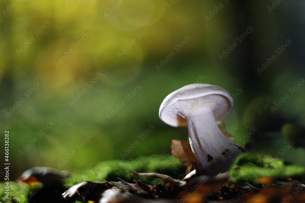 Fototapeta premium Pilze im Wald