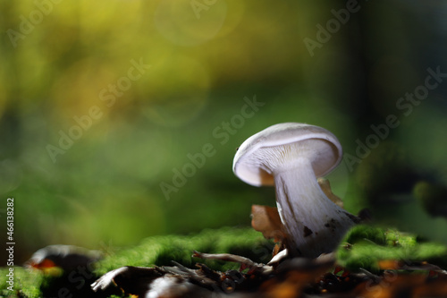 Pilze im Wald