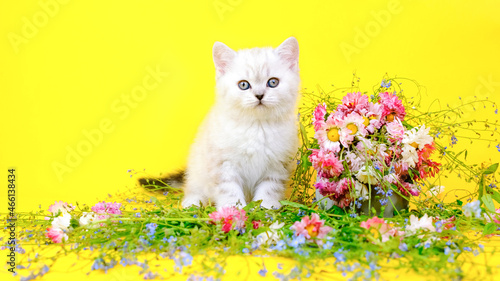 Fototapeta Naklejka Na Ścianę i Meble -  Kitten among flowers isolated on a yellow background. Scottish thoroughbred kitten. Cat on a yellow background. The kitten is looking at the camera among the flowers.