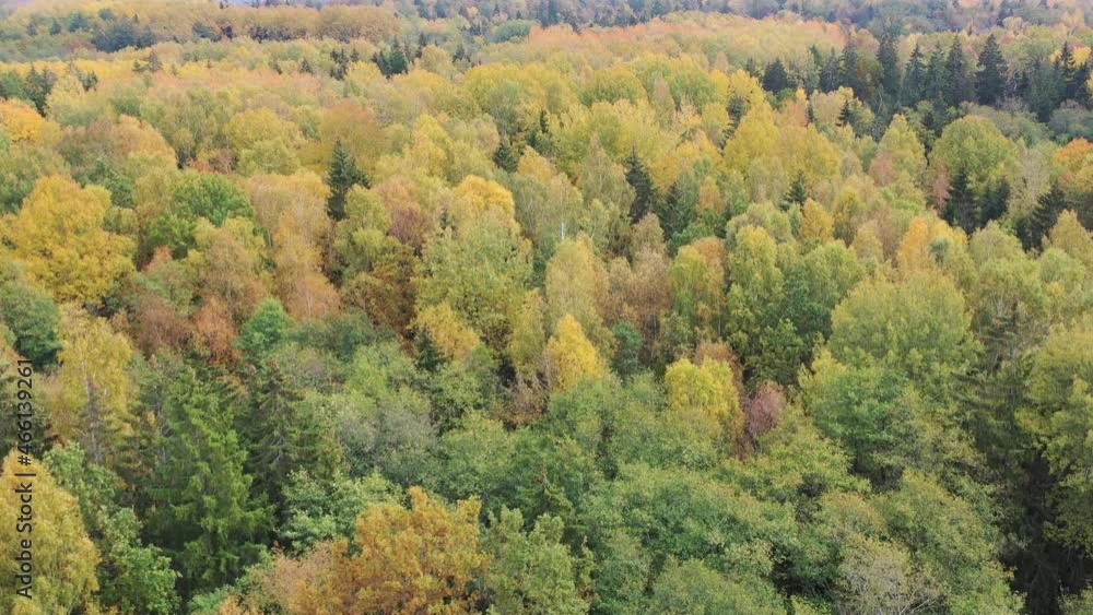 Aerial view flying over yellow and green autumn fall forest Aerial view flying over yellow and green autumn fall forest