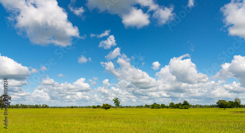 he bright blue sky above the rice fields in northeastern Thailand.Blue sky. rice fields.blue sky background with tiny clouds. panorama.