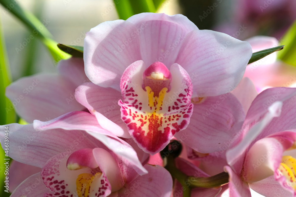 日向で咲くシンビジウムのピンク色の花 日本の大船フラワーセンター Stock Photo Adobe Stock