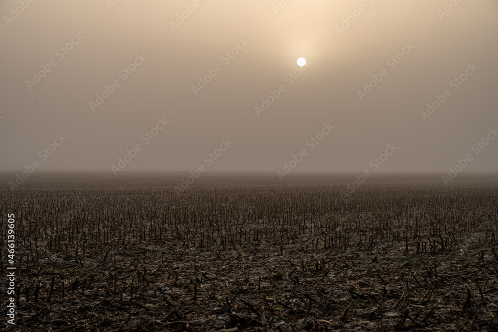 puste pole po kukurydzy we mgle o świcie - obrazy, fototapety, plakaty 
