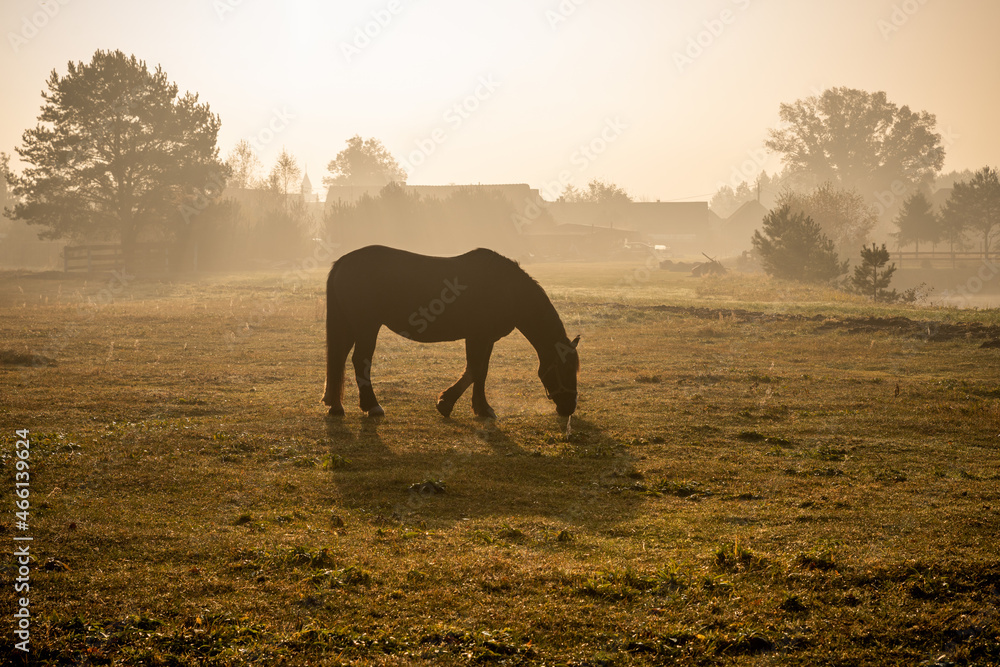 koń na pastwisku w porannej mgle na wsi - obrazy, fototapety, plakaty 