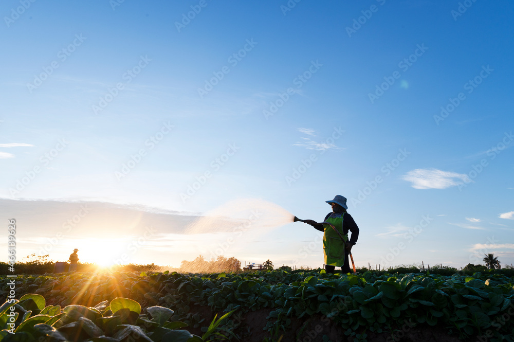 Fototapeta premium Agriculture watering the tobacco fields at sunset