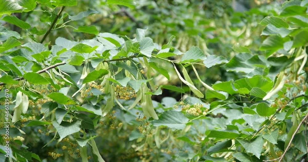 green background. summer background of green leaves and linden flowers green background. summer background of green leaves and linden flowers