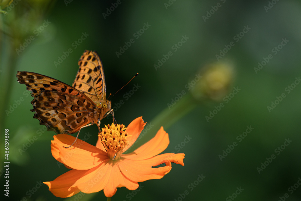 Obraz premium ツマグロヒョウモンとキバナコスモス