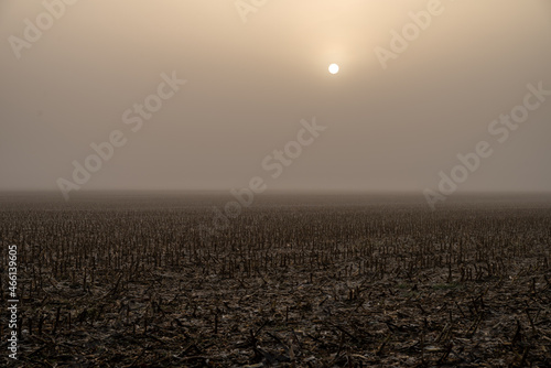puste pole po kukurydzy we mgle o świcie