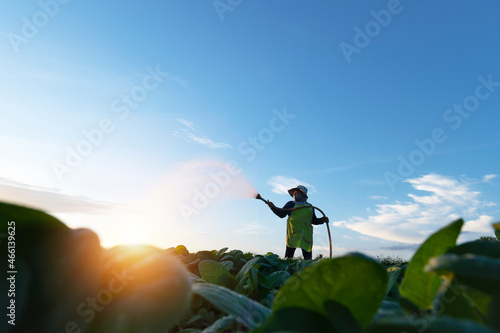 Agriculture watering the tobacco fields at sunset