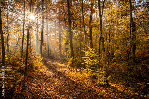 jesienny las w słoneczny poranek we mgle © Henryk Niestrój