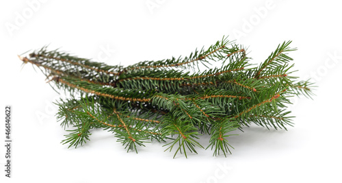 Green branch of thuja.