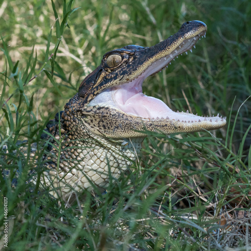 A juvenile American alligator resting in the grass.