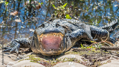 Looking into the gaping mouth of an American alligator.