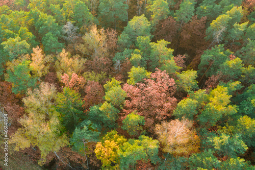 Las jesienią widziany z wysokości. Zdjęcie z drona.