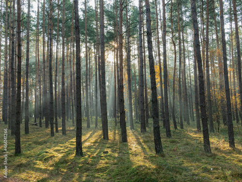 Las sosnowy w mglisty, jesienny poranek. © boguslavus