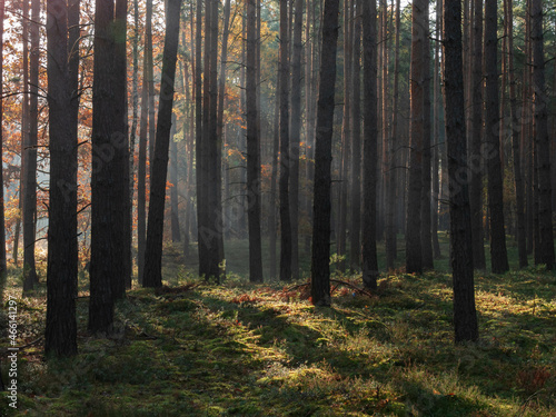Las sosnowy w mglisty, jesienny poranek.