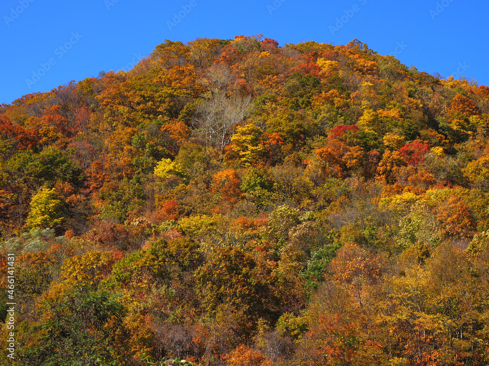 紅葉の山 Stock Photo Adobe Stock
