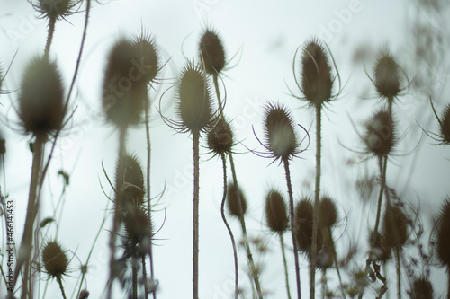 Background of dry plants. Stems of a thorny plant.