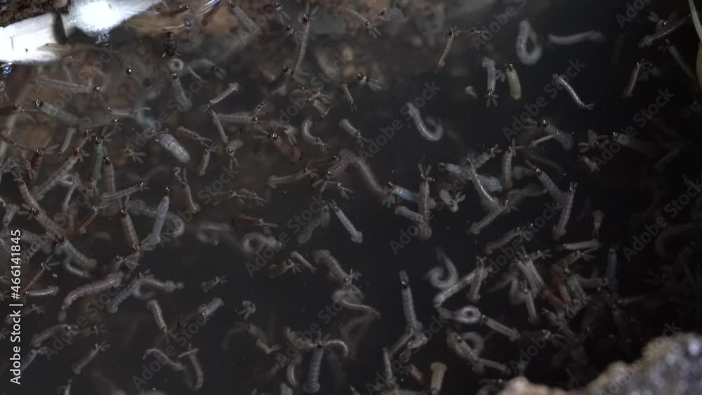 gnats; larvae in water .Mosquitoes is vector born disease Dengue fever, Dengue hemorrhagic fever gnats; larvae in water .Mosquitoes is vector born disease Dengue fever, Dengue hemorrhagic fever