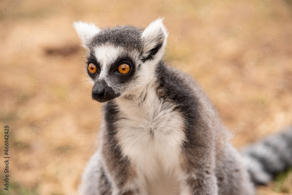 Obraz premium Close up of ring-tailed lemur in a bio park.