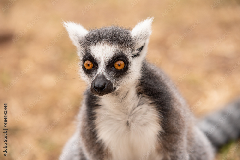 Close up of ring-tailed lemur in a bio park. Close up of ring-tailed lemur in a bio park.