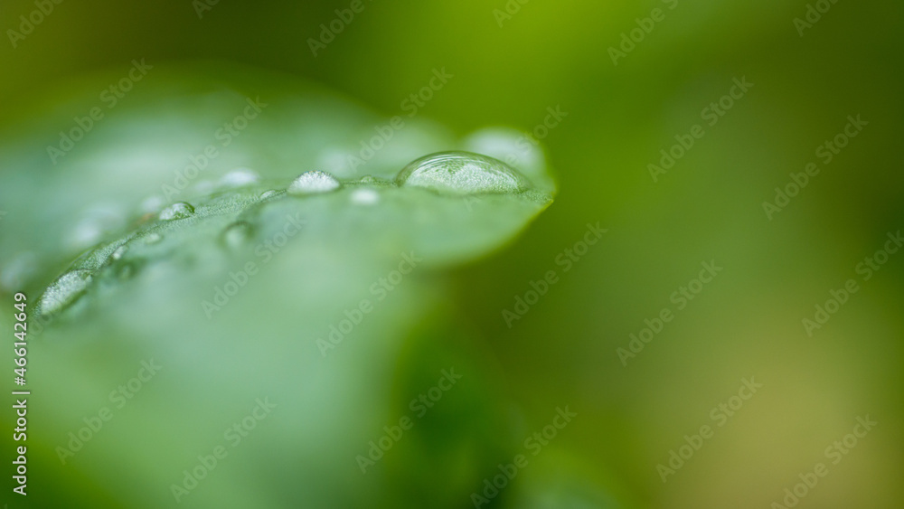 Water droplets on green leaf. Nature background.