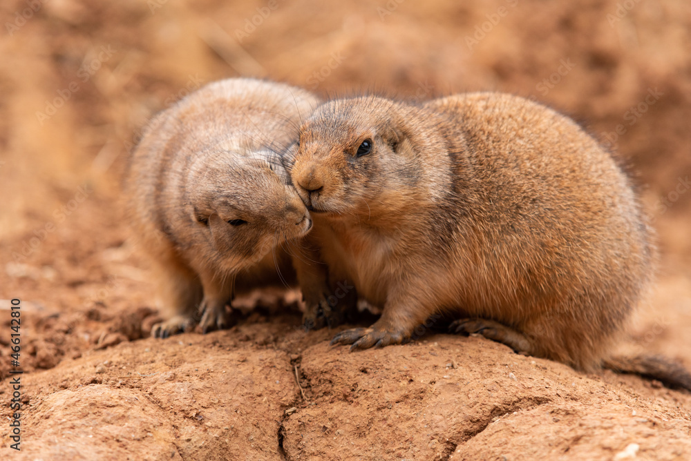 Pair of Prairie Dogs (Cynomys) in a biopark exchanging loving effusions and appearing to be kissing during courtship. Pair of Prairie Dogs (Cynomys) in a biopark exchanging loving effusions and appearing to be kissing during courtship.