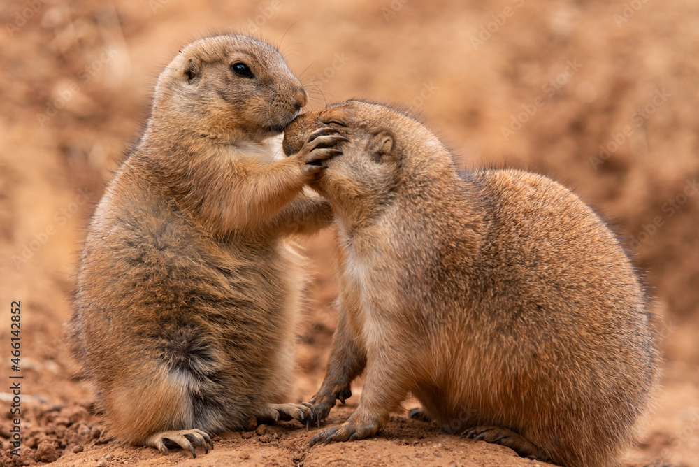 Pair of Prairie Dogs (Cynomys) in a biopark exchanging loving effusions and appearing to be kissing during courtship.