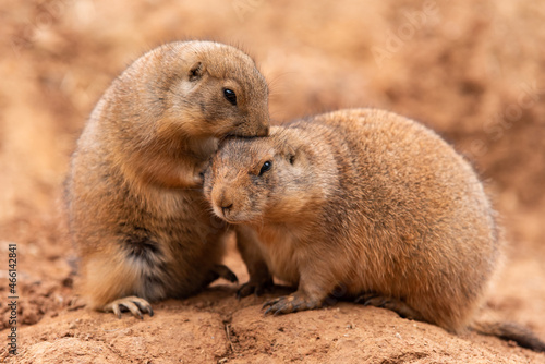 Pair of Prairie Dogs (Cynomys) in a biopark exchanging loving effusions and appearing to be kissing during courtship.