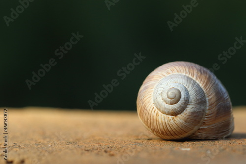 An empty snail shell on dark background