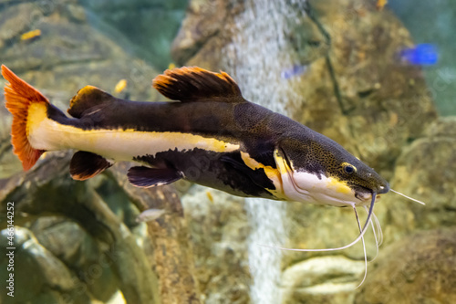 Large colorful fish in the Kazan Aquarium. Tourist places of Kazan. The redtail catfish, Phractocephalus hemioliopterus, is a pimelodid long-whiskered catfish.
