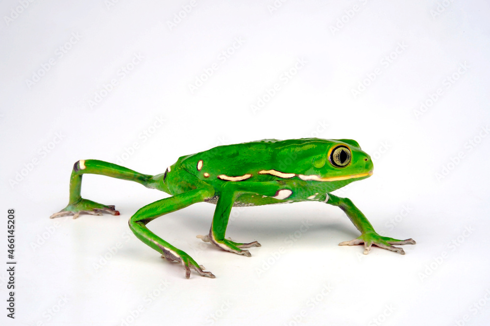 Fototapeta premium Waxy monkey tree frog // Warziger Lemurenfrosch (Phyllomedusa sauvagii)
