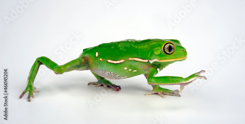 Waxy monkey tree frog // Warziger Lemurenfrosch (Phyllomedusa sauvagii) photo