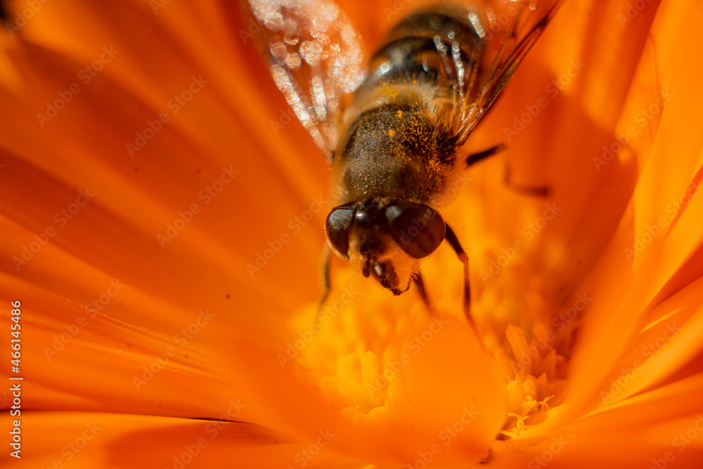 Pszczoła zbierająca pyłek z kwiatu, brudna pszczoła w pyłku - obrazy, fototapety, plakaty 