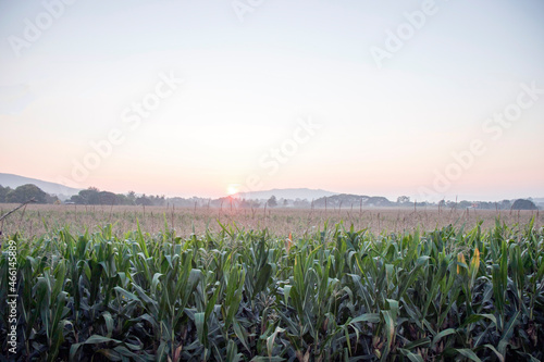 landscape corn field in the morning.