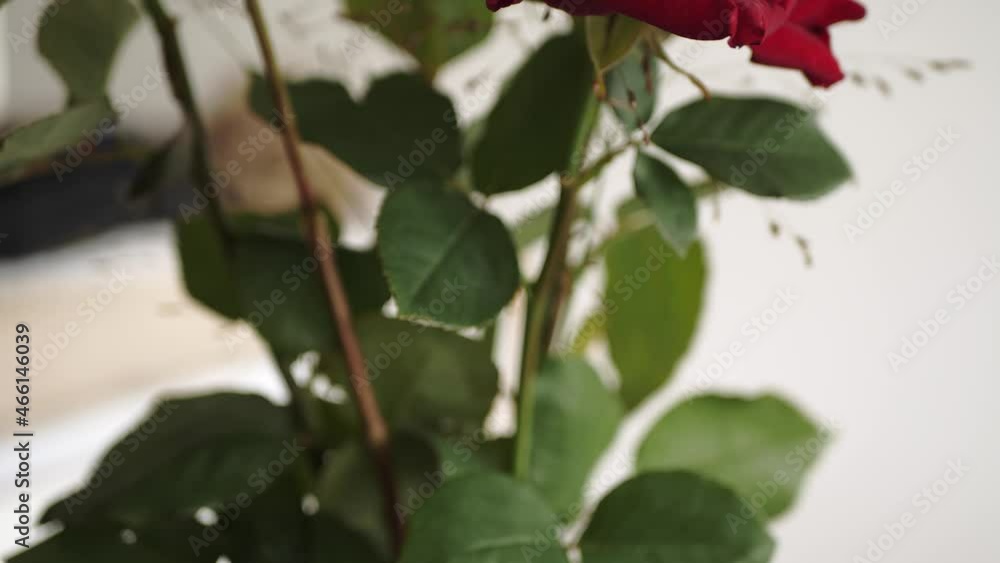 Close view of a beautiful red rose in a vase. 4K footage. Close view of a beautiful red rose in a vase. 4K footage.