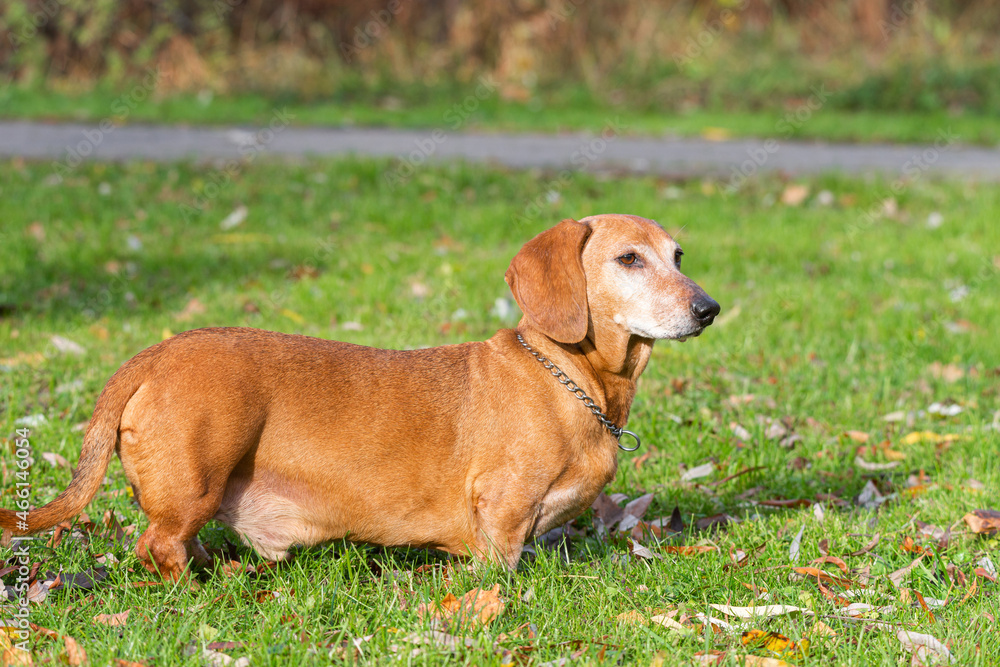 dog dachshund lying on the grass...