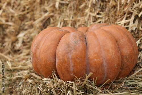 Pumpkins lie on a haystack. The pumpkin lies by the hay. Halloween. 