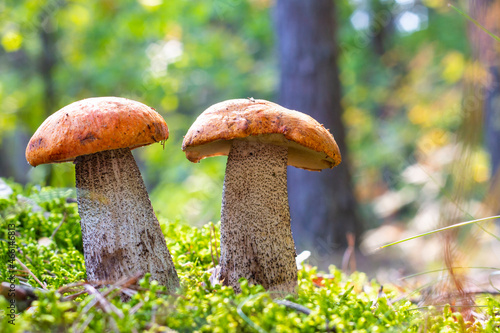 two boletus edulis mushrooms grow in forest