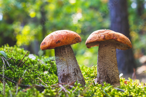 orange cap boletus mushrooms in forest