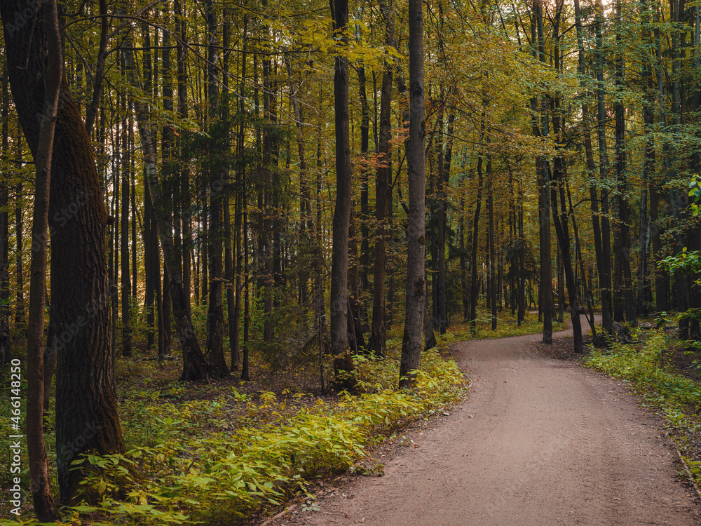 Fototapeta premium mysterious path in middle of wooden coniferous forrest, surrounded by green bushes leaves and ferns