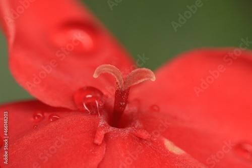 red flower with water drops