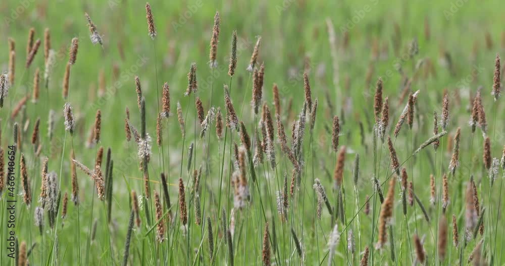 grass on meadow moving in wind, shallow focus, spring natural color tone background