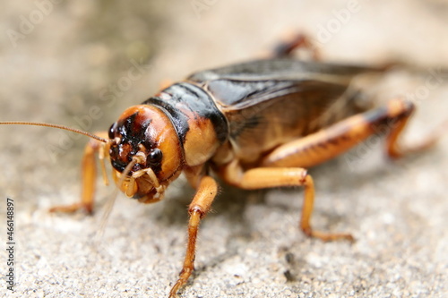 macro of a cricket