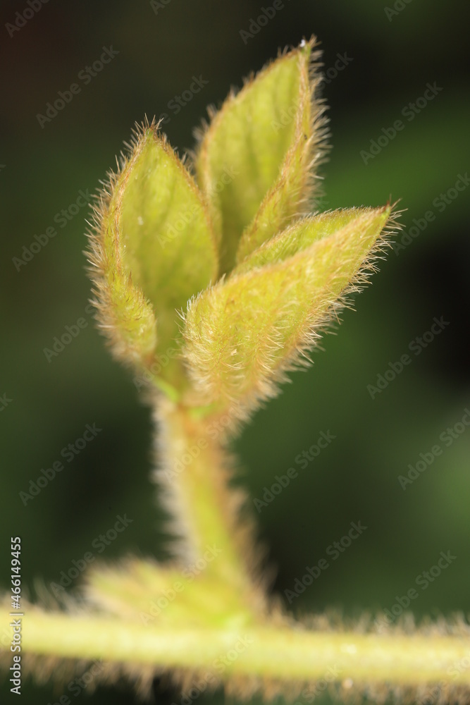close up of a tropical grass close up of a tropical grass
